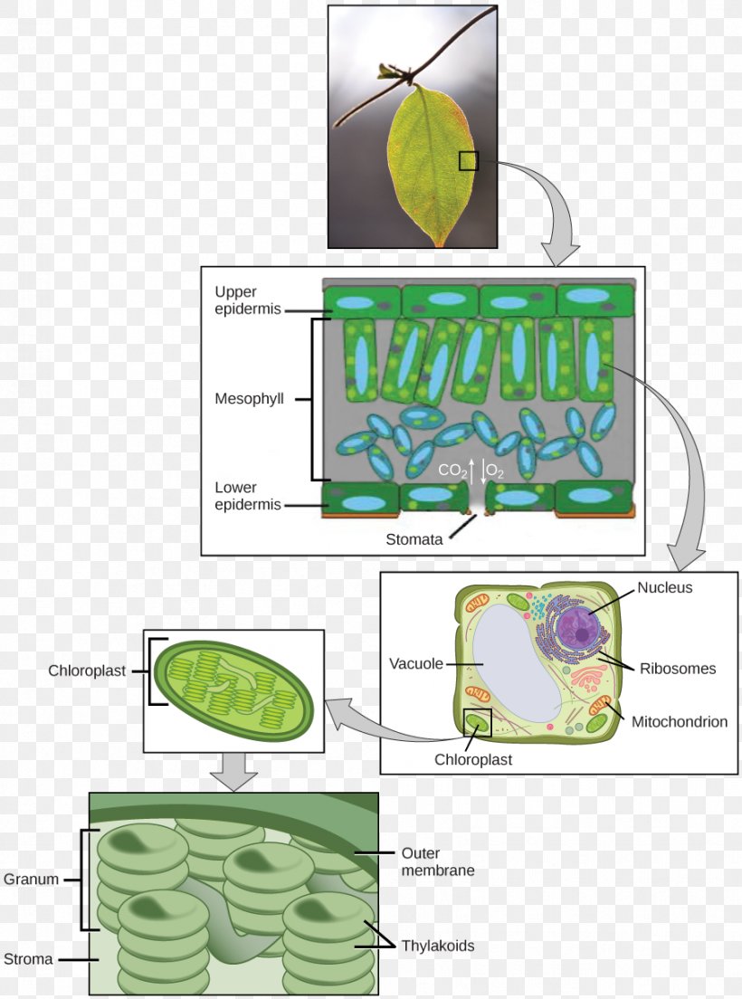 Photosynthesis Light-dependent Reactions Chloroplast Structure Biology, PNG, 906x1220px, Photosynthesis, Area, Artificial Photosynthesis, Biology, Calvin Cycle Download Free