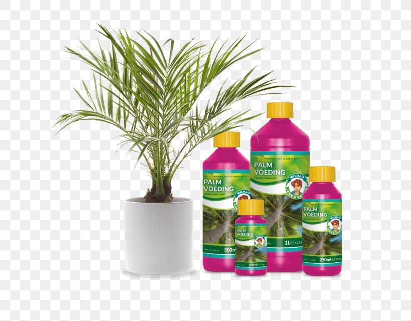 Sago Palm Houseplant Garden Tree Bonsai, PNG, 1100x860px, Sago Palm, Bonsai, Bottle, Cycad, Flowerpot Download Free