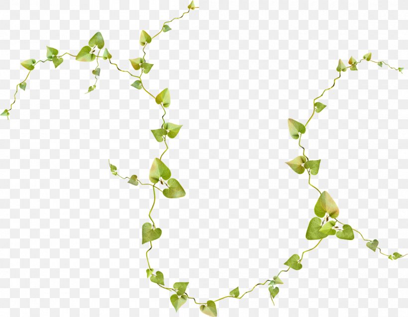 Vine Honeysuckle Drawing Plants Leaf, PNG, 1200x935px, Vine, Blossom, Botanical Illustration, Botany, Branch Download Free