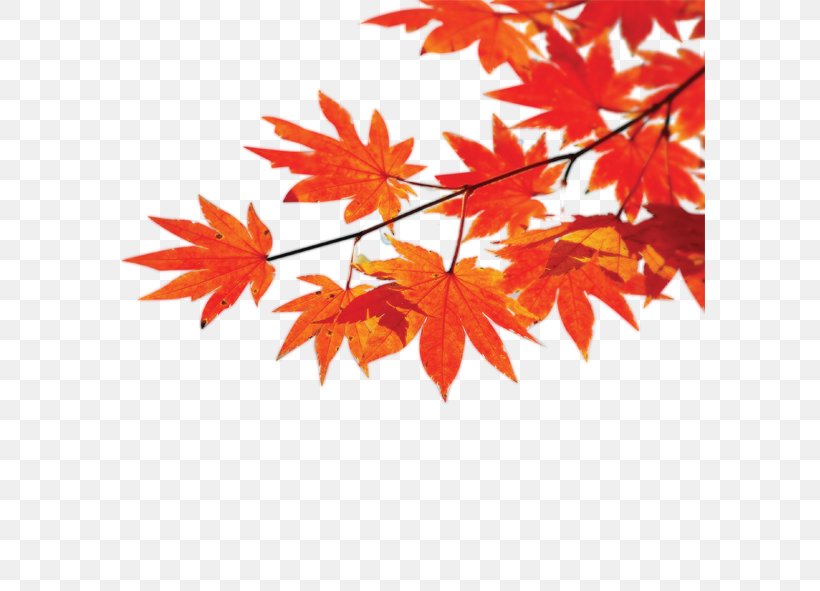 Autumn Poster Maple Leaf, PNG, 591x591px, Autumn, Advertising, Branch, Flowering Plant, Gold Download Free