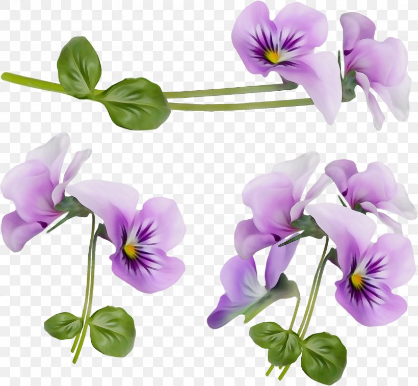 Flower Flowering Plant Violet Purple Plant, PNG, 2057x1899px, Watercolor, Flower, Flowering Plant, Paint, Petal Download Free