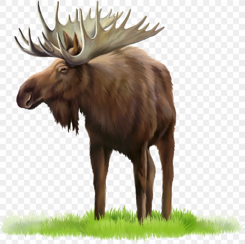Moose Deer Clip Art, PNG, 3738x3714px, Moose, Antler, Carl Rungius, Cattle Like Mammal, Deer Download Free