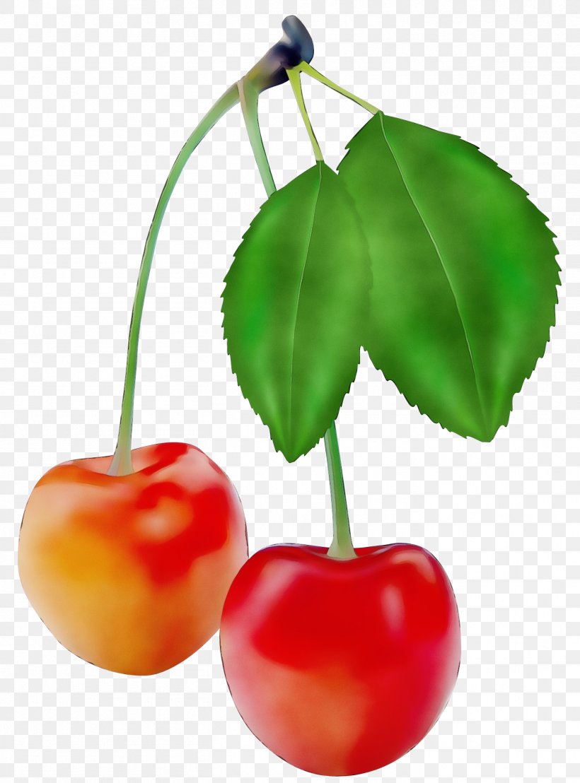 Family Tree Drawing, PNG, 1411x1907px, Watercolor, Accessory Fruit, Acerola, Acerola Family, Berries Download Free