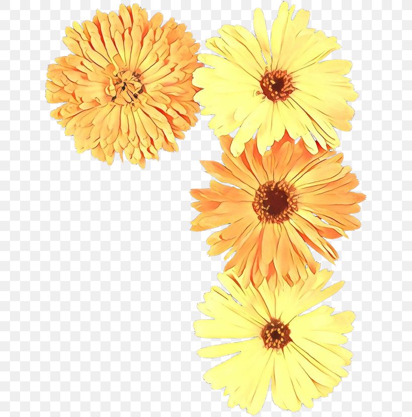 Flowers Background, PNG, 643x831px, Transvaal Daisy, Artificial Flower, Barberton Daisy, Calendula, Chrysanthemum Download Free
