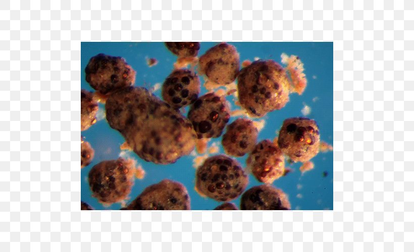 Glomeromycota Sclerocystis Dussii Sporocarp Arbuscular Mycorrhiza Zygomycota, PNG, 500x500px, Glomeromycota, Arbuscular Mycorrhiza, Eukaryote, Flickr, Fungus Download Free