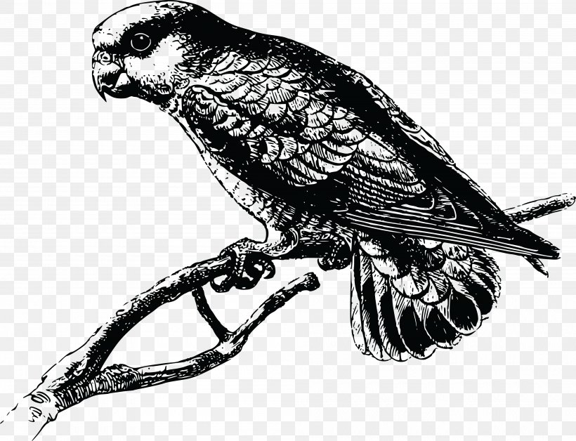 Parrot Bird Clip Art, PNG, 4000x3064px, Parrot, Beak, Bird, Bird Of Prey, Black And White Download Free
