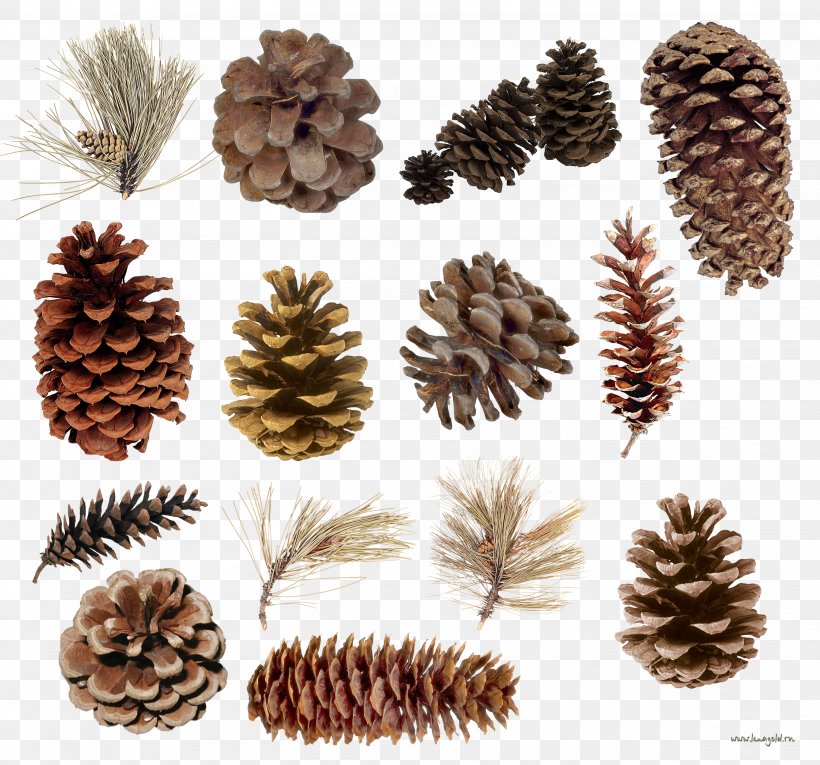 Pine Spruce Conifer Cone Conifers Tree, PNG, 2717x2535px, Pine, Cedar, Conifer, Conifer Cone, Conifers Download Free