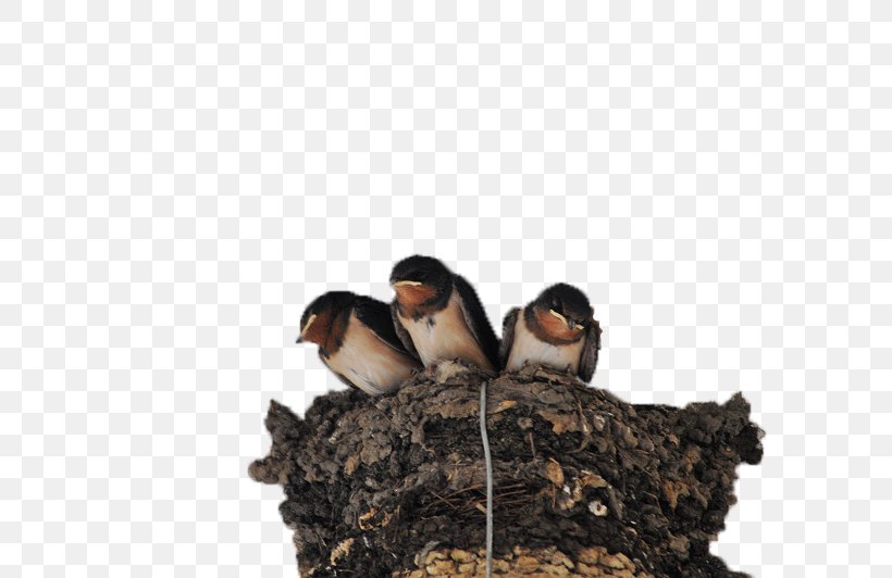 Swallow Edible Birds Nest Passerine, PNG, 800x532px, Swallow, Barn Swallow, Beak, Bird, Bird Nest Download Free