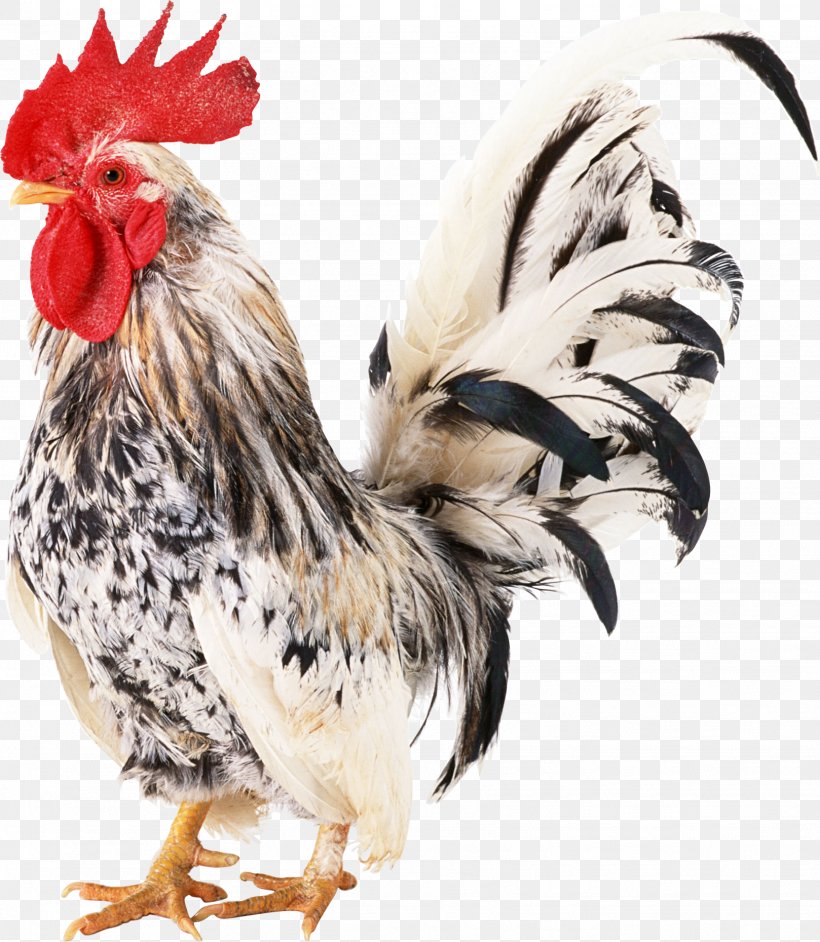 Chicken Rooster, PNG, 1618x1860px, Chicken, Archive File, Beak, Bird, Chickens As Pets Download Free