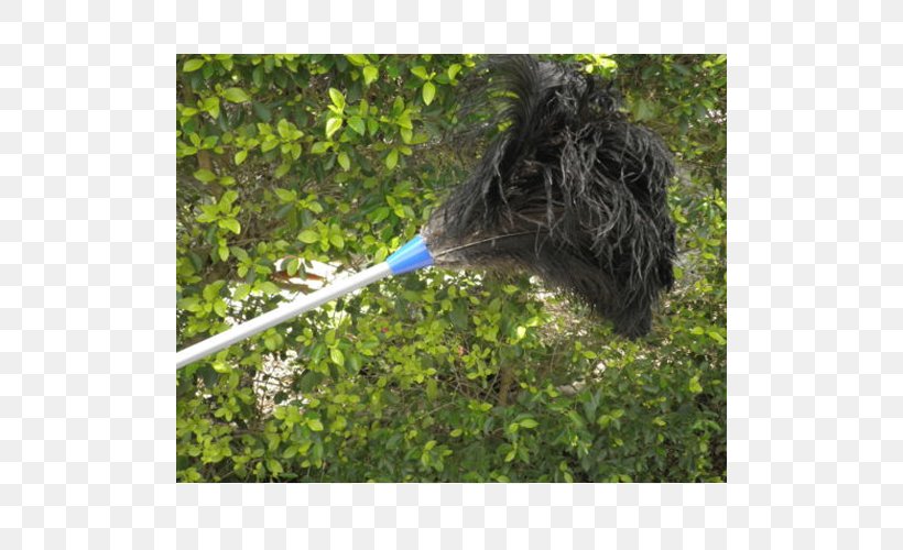 Feather Duster Common Ostrich Cleaning Lambswool, PNG, 500x500px, Feather Duster, Car Wash, Cleaning, Common Ostrich, Dust Download Free