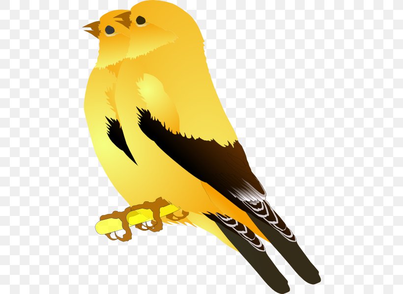 Finches Bird Clip Art Vector Graphics European Goldfinch, PNG, 486x599px, Finches, American Goldfinch, Beak, Bird, Bird Of Prey Download Free