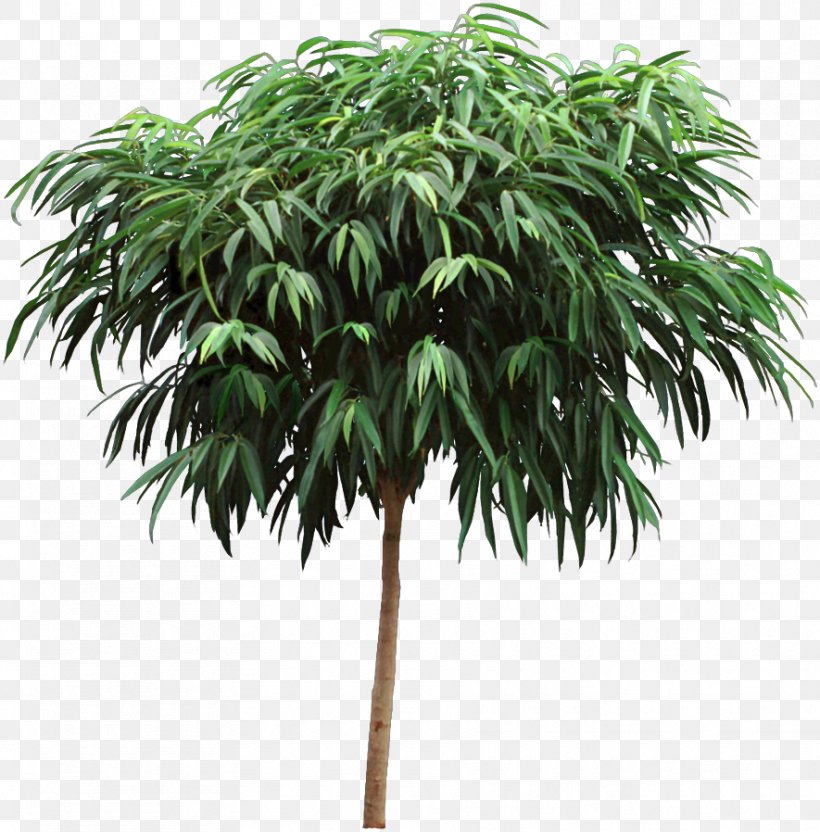 Houseplant Tree Flowerpot Ficus Maclellandii, PNG, 885x898px, Houseplant, Arecales, Borassus Flabellifer, Conifers, Dracaena Download Free