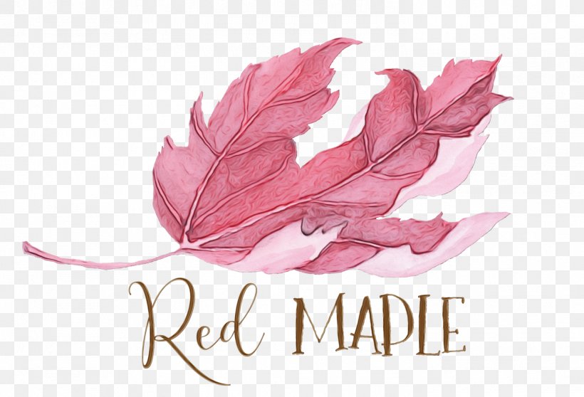 Pink Flower Cartoon, PNG, 1471x1001px, Watercolor, Flower, Leaf, Logo, Paint Download Free