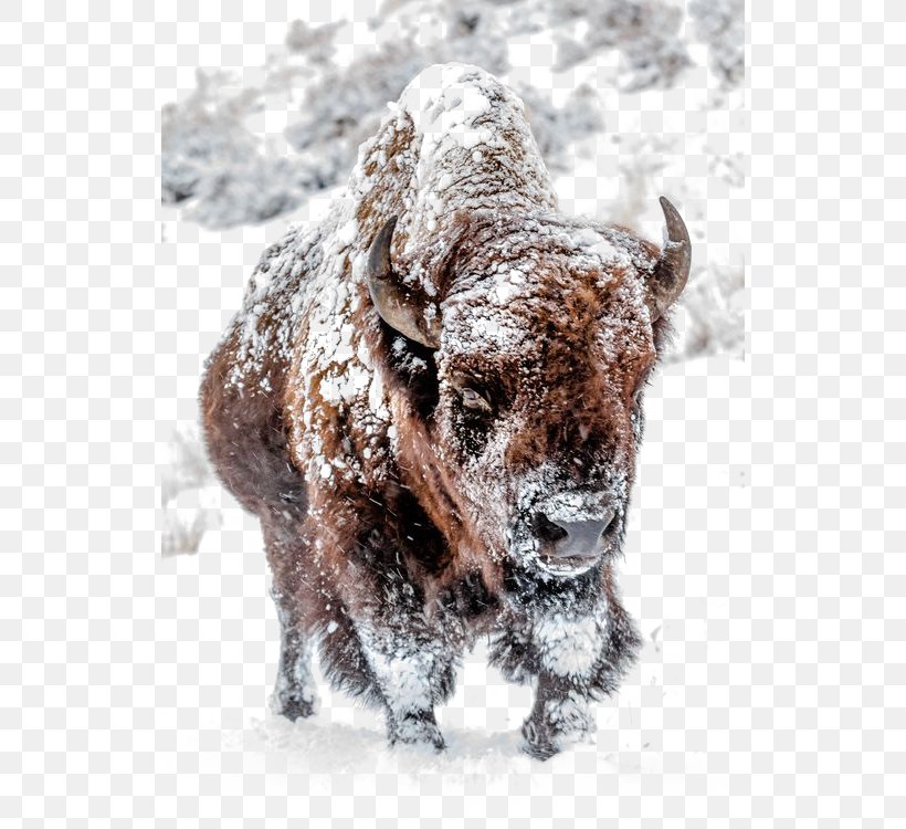 American Bison Water Buffalo Yellowstone National Park Yellowstone Park Bison Herd Taurine Cattle, PNG, 528x750px, American Bison, Animal, Animal Sanctuary, Bison, Bovid Download Free