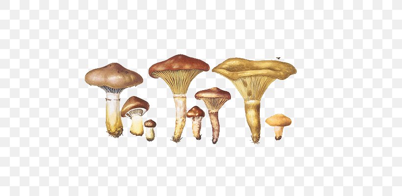 Bolbitius Titubans Mushroom Boletus Drawing Fungus, PNG, 700x400px, Mushroom, Boletaceae, Boletus, Dotted Stem Bolete, Drawing Download Free
