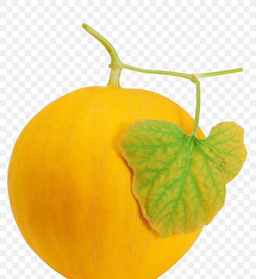 Cantaloupe Hami Melon Honeydew Melonpan, PNG, 775x893px, Cantaloupe, Auglis, Bitter Melon, Calabaza, Citron Download Free