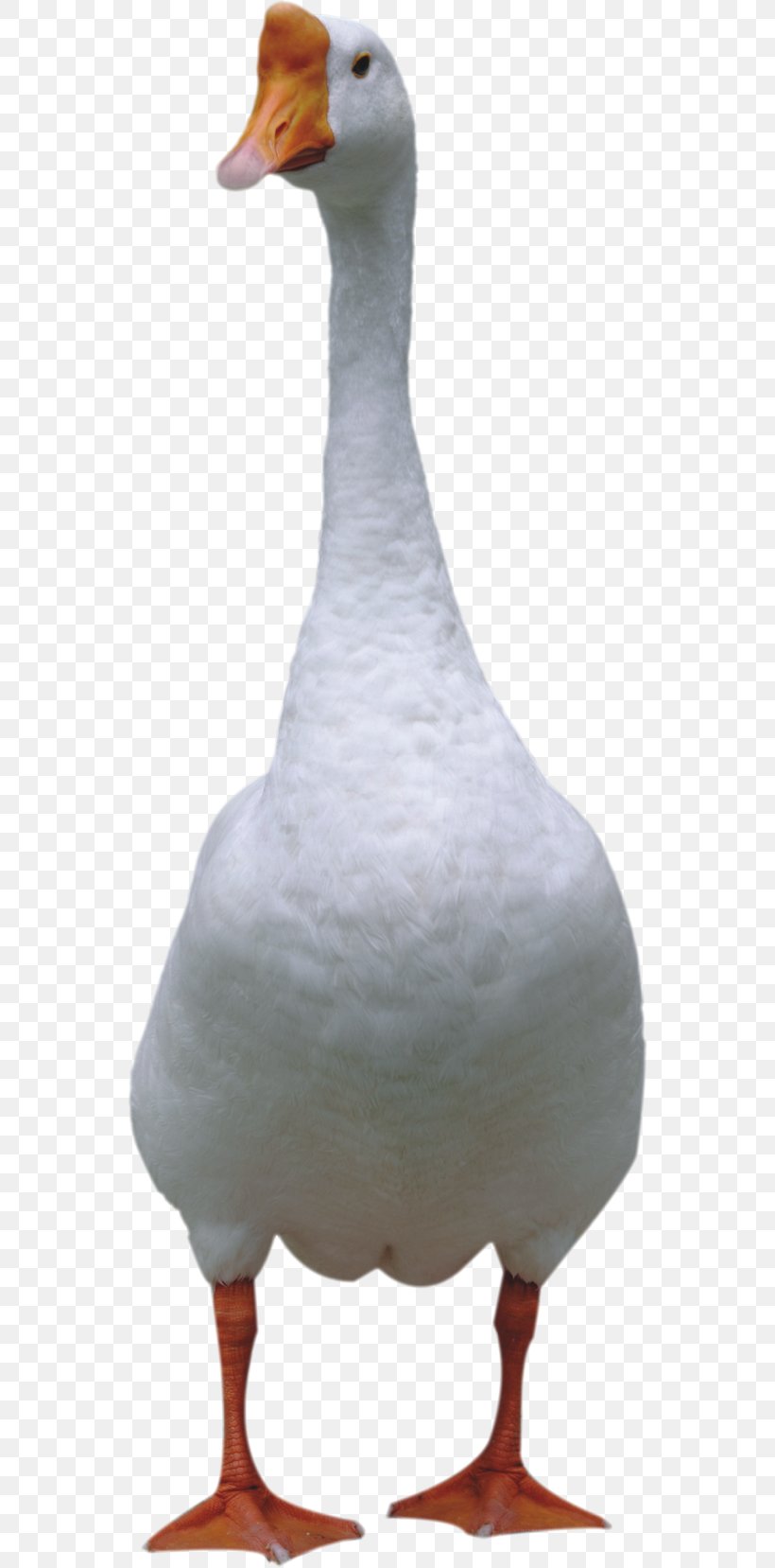 Duck Domestic Goose Bird Cygnini, PNG, 551x1657px, Duck, Animal, Beak, Bird, Cygnini Download Free