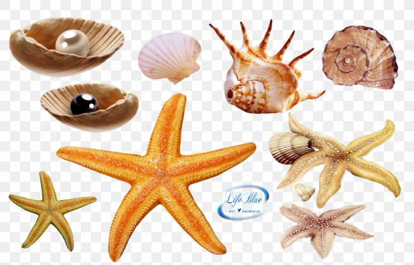 Seashell Deep Sea Creature Clip Art, PNG, 1024x656px, Seashell, Beach, Conchology, Deep Sea Creature, Echinoderm Download Free