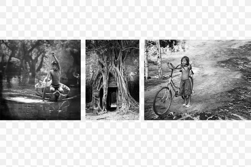 Stock Photography Tree White, PNG, 960x640px, Photography, Black And White, History, Monochrome, Monochrome Photography Download Free