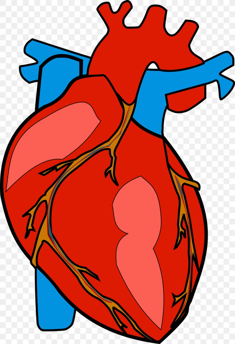 Heart Anatomy Clip Art, PNG, 877x1280px, Watercolor, Cartoon, Flower, Frame, Heart Download Free