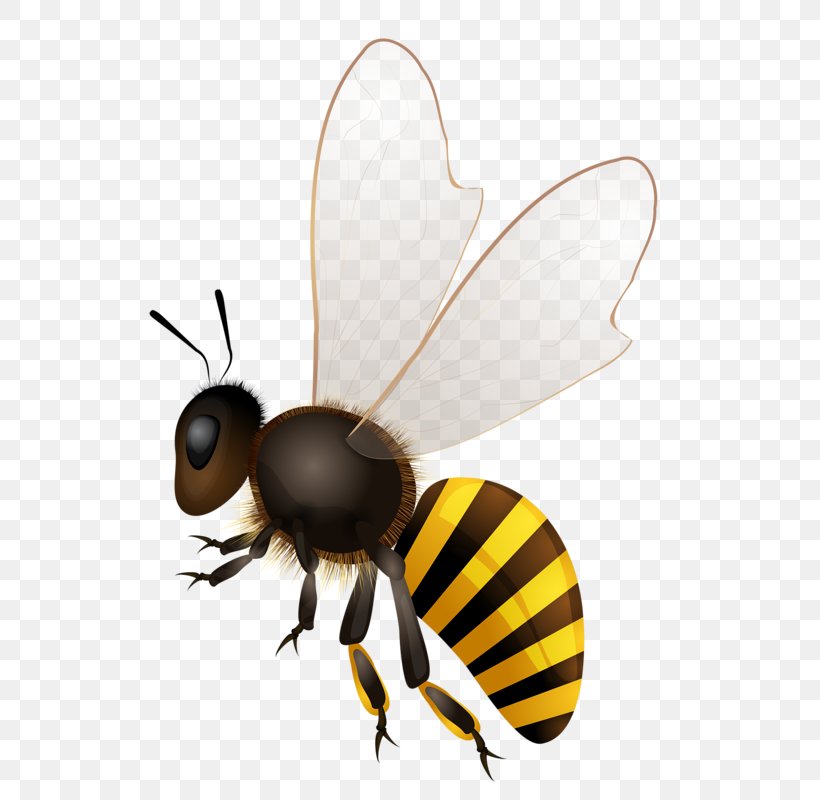 Honey Bee Stock Photography, PNG, 551x800px, Bee, Africanized Bee, Arthropod, Can Stock Photo, Drawing Download Free