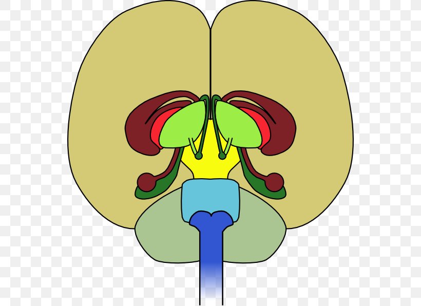 Human Brain Diagram Drawing Clip Art, PNG, 558x596px, Watercolor, Cartoon, Flower, Frame, Heart Download Free