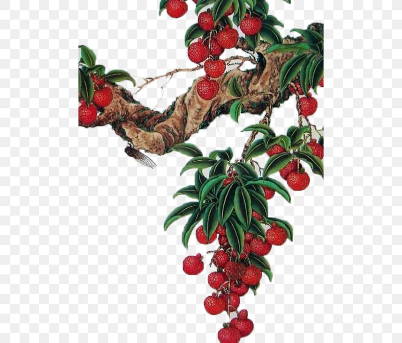 Lingnan Lychee Lingonberry Tree, PNG, 500x700px, Lingnan, Aquifoliaceae, Berry, Birdandflower Painting, Branch Download Free