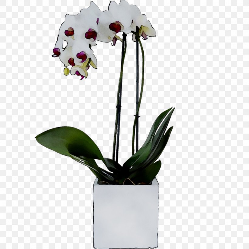 Moth Orchids Cut Flowers Cattleya Orchids Plant Stem, PNG, 1016x1016px, Moth Orchids, Anthurium, Cattleya, Cattleya Orchids, Cut Flowers Download Free