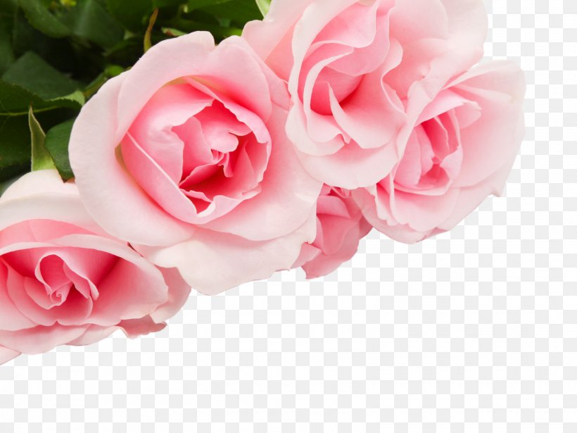 Rose Flower Stock Photography, PNG, 1600x1200px, Rose, Artificial Flower, Blossom, Cut Flowers, Drawing Download Free