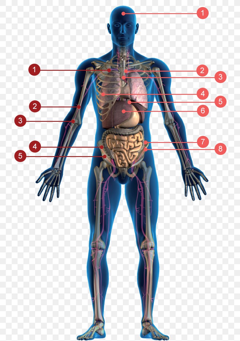 Antioxidant Colon Cleansing Human Body Health Medicine, PNG, 759x1162px, Watercolor, Cartoon, Flower, Frame, Heart Download Free