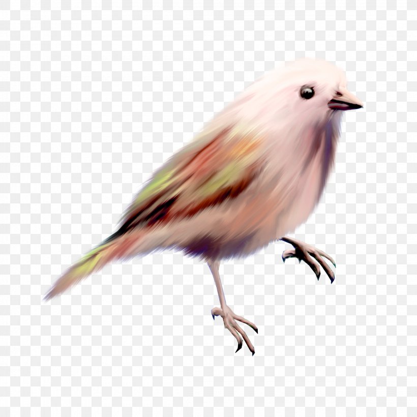Bird Clip Art, PNG, 2300x2300px, Bird, Aile, Beak, Canary, Color Download Free