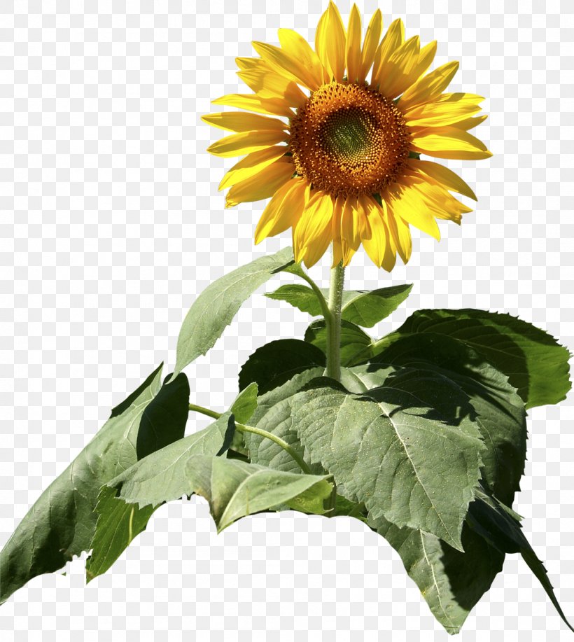 Common Sunflower Sunflower Seed Daisy Family Plant, PNG, 1059x1185px, Common Sunflower, Color, Daisy Family, Flower, Flowering Plant Download Free
