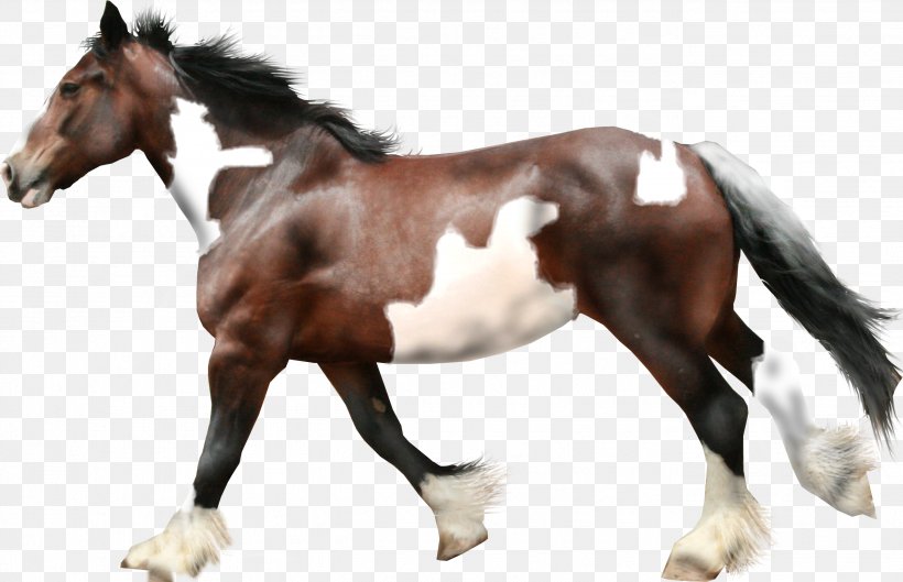 Horse Mare Drawing, PNG, 2726x1759px, Horse, Art, Bit, Colt, Computer Network Download Free