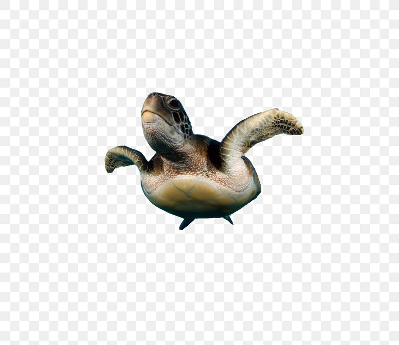 Sea Turtle Duck Reptile, PNG, 709x709px, Turtle, Beak, Bird, Duck, Ducks Geese And Swans Download Free