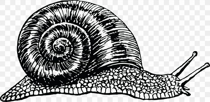 Snail Cornu Aspersum Drawing Clip Art, PNG, 8000x3896px, Snail, Artwork, Black And White, Burgundy Snail, Color Download Free