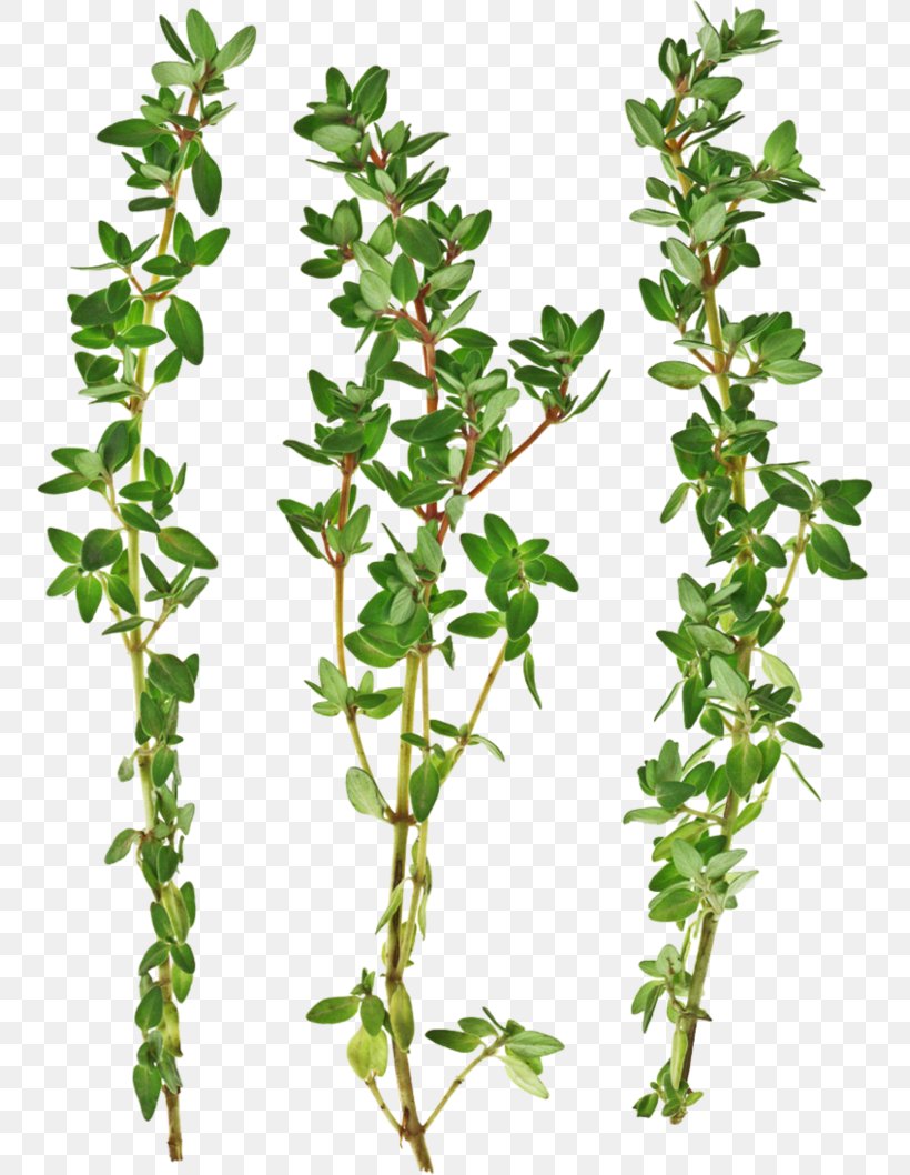 Thymus Citriodorus Garden Thyme Irish Stew Herb Vegetable, PNG, 754x1058px, Thymus Citriodorus, Branch, Condiment, Cuisine, Fruit Download Free