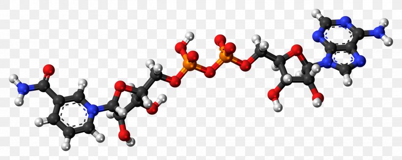 Calcitonin Nicotinamide Adenine Dinucleotide Adenosine Triphosphate Phosphocreatine Hormone, PNG, 2493x1000px, Calcitonin, Adenosine Diphosphate, Adenosine Triphosphate, Creatine Kinase, Hormone Download Free