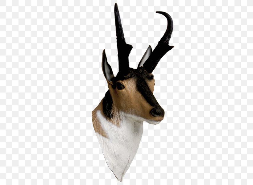 Springbok Antelope Pronghorn Impala Archery, PNG, 600x600px, Springbok, Antelope, Antler, Archery, Cow Goat Family Download Free