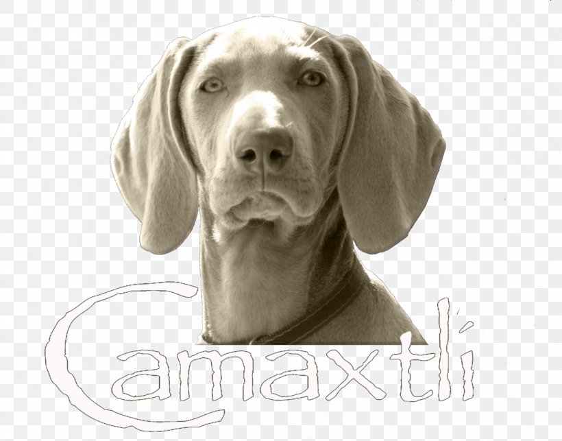 Weimaraner Dog Breed Companion Dog Pointing Breed Snout, PNG, 1676x1316px, Weimaraner, Breed, Carnivoran, Companion Dog, Dog Download Free