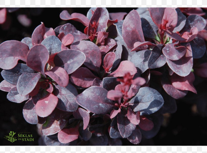 Barberry Pink M, PNG, 1000x740px, Barberry, Berberis, Blossom, Flowering Plant, Petal Download Free
