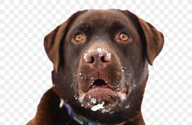 Dachshund Cat Veterinarian Labrador Retriever Rottweiler, PNG, 800x533px, Dachshund, Animal, Breed, Carnivoran, Cat Download Free