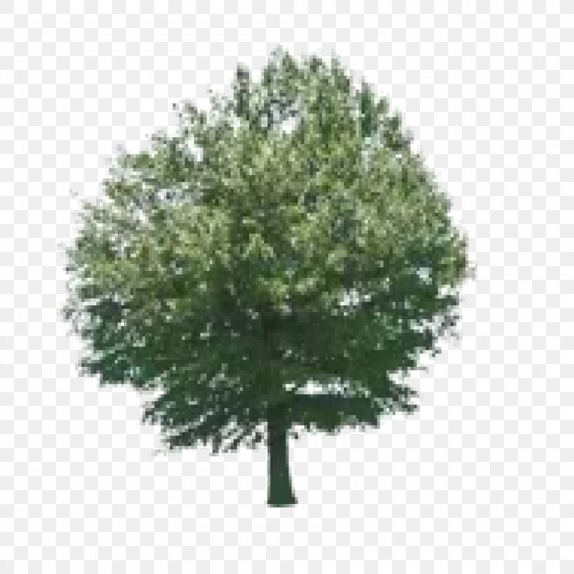 Tree Educational Game Woody Plant, PNG, 1000x1000px, Tree, Branch, Drawing, Education, Educational Game Download Free