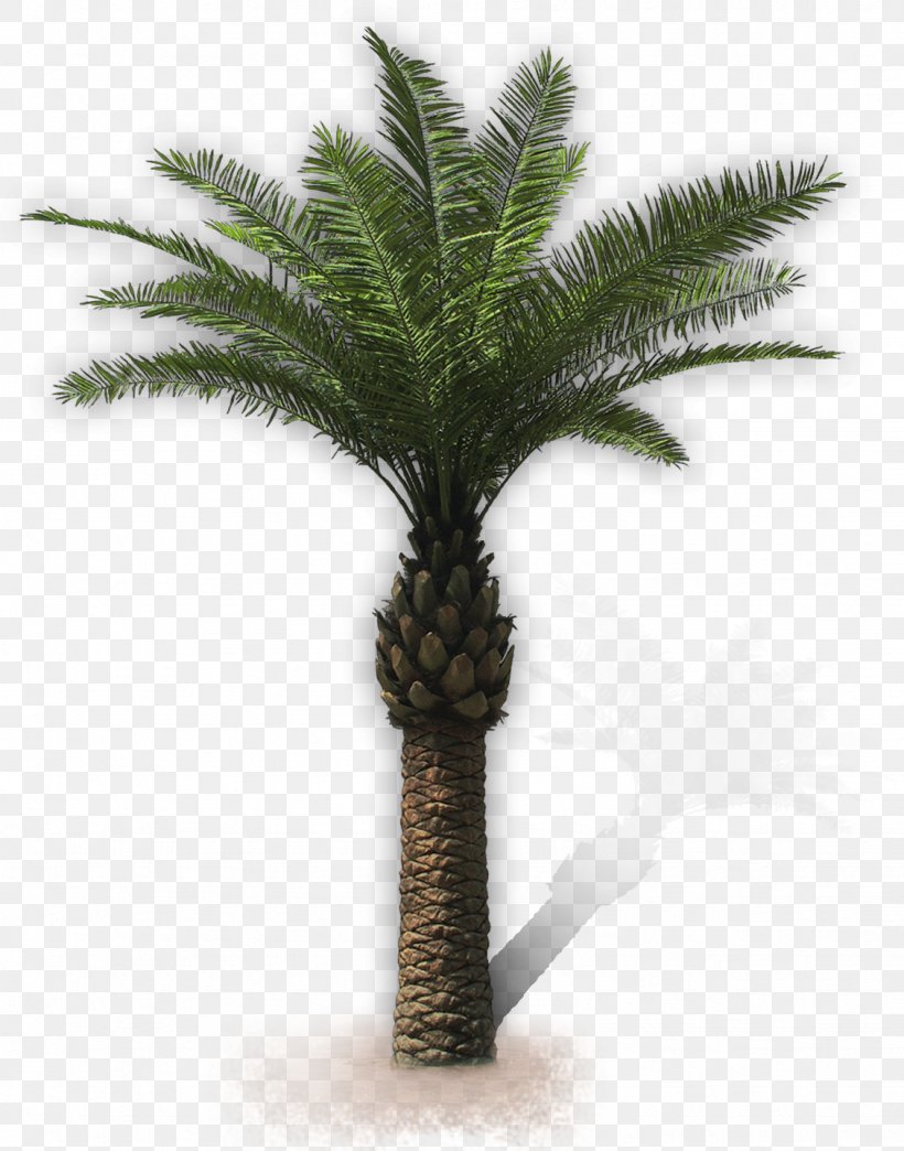 Arecaceae San Vito Lo Capo Attalea Speciosa Villa Oil Palms, PNG, 1129x1438px, Arecaceae, Arecales, Asian Palmyra Palm, Attalea, Attalea Speciosa Download Free