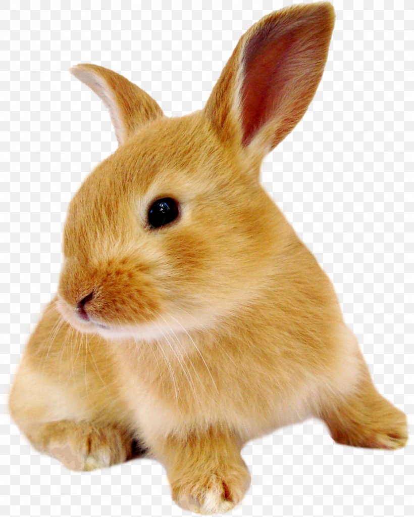 Domestic Rabbit European Rabbit Hare Eastern Cottontail, PNG, 1026x1280px, Domestic Rabbit, Animal, Cottontail Rabbit, Eastern Cottontail, European Rabbit Download Free