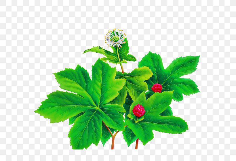 Flower Leaf Plant Herbal Herb, PNG, 600x560px, Flower, Geranium, Herb, Herbal, Leaf Download Free