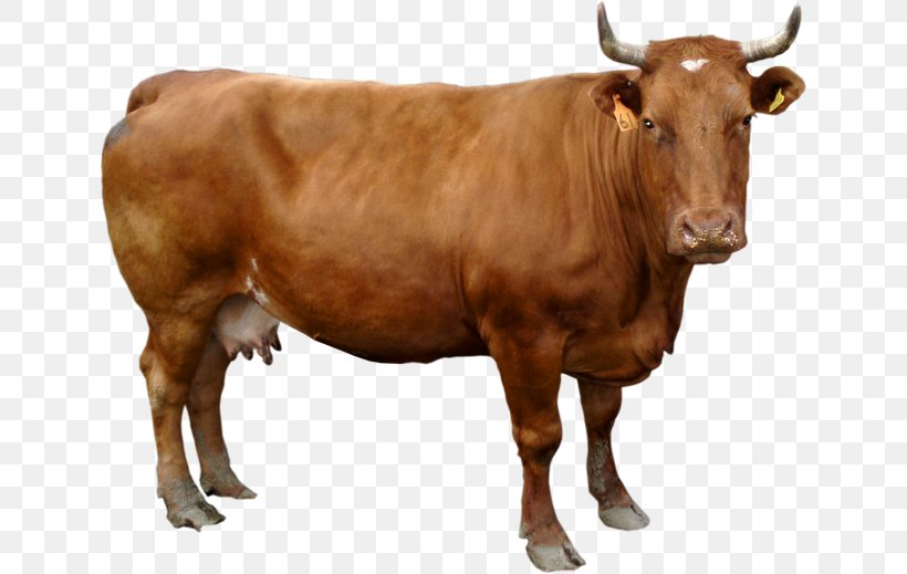Holstein Friesian Cattle Guernsey Cattle Dairy Cattle, PNG, 640x519px, Holstein Friesian Cattle, Bull, Calf, Cattle, Cattle Like Mammal Download Free