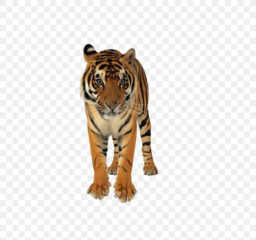 Lion Bengal Tiger Felidae Wedding Invitation Cat, PNG, 698x768px, Lion, Animal, Bengal Tiger, Big Cat, Big Cats Download Free