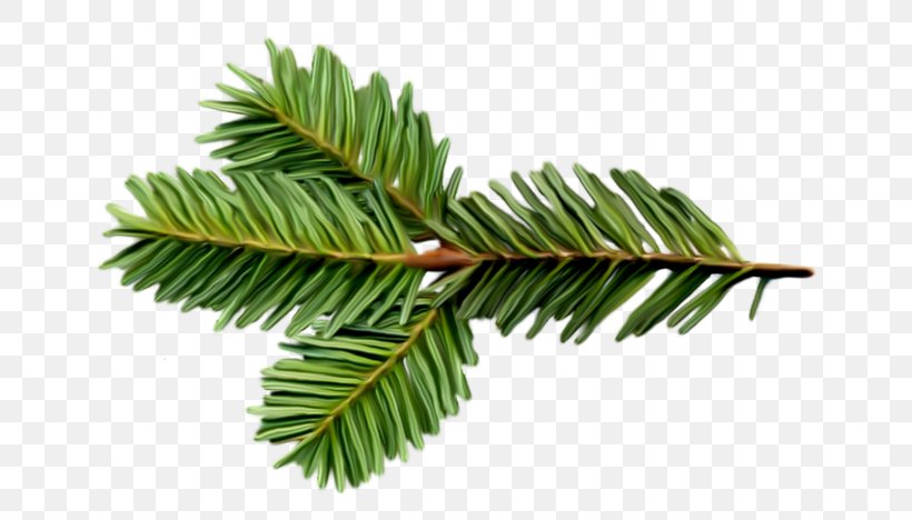 Spruce Balsam Fir Twig Tree Pine, PNG, 700x468px, Spruce, American Larch, Balsam Fir, Branch, Canadian Fir Download Free