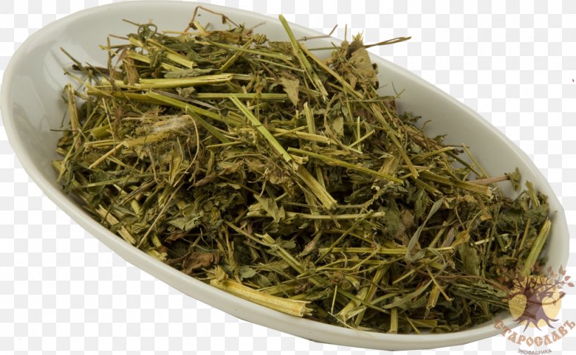 Tea Mate Sencha Lemon Balm Herbaceous Plant, PNG, 1024x632px, Tea, Angelica Archangelica, Bai Mudan, Biluochun, Dianhong Download Free