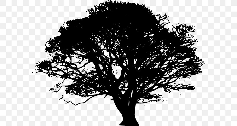 Tree Oak Silhouette Clip Art, PNG, 600x436px, Tree, Bigleaf Maple, Black And White, Branch, Drawing Download Free